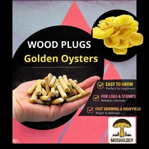 Tapones de madera con setas ostra amarillas – Kit de inoculación de troncos (100 tapones)