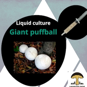 以下が含まれることがあります： 画像には、茶色の葉と木の幹の上に、3つの大きな白い巨大なホコリタケのきのこが写っています。タン色の液体が入った注射器が右上隅にあります。テキストには「Liquid culture Giant puffball」と書かれています。