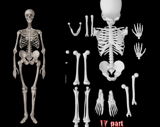 Skeleton 3D Model Printer Digital File