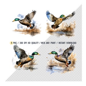 Mallard in Flight Duck sublimation, Pato-real, Caça ao pato PNG, Pato selvagem, sublimação de copo, Design de camiseta, arte de parede, Download instantâneo