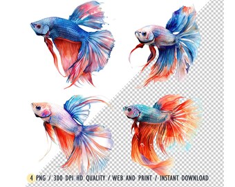 Watercolour illustration of Siamese Fighting Fish (Betta) Fish PNG, Betta Fish Clipart, Siamese Fighting Fish Download, Files Sublimation