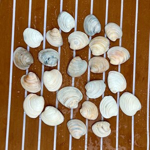 25 Clam Shells from Charleston, SC