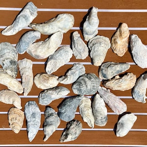 25 Oyster Shells from Charleston, SC