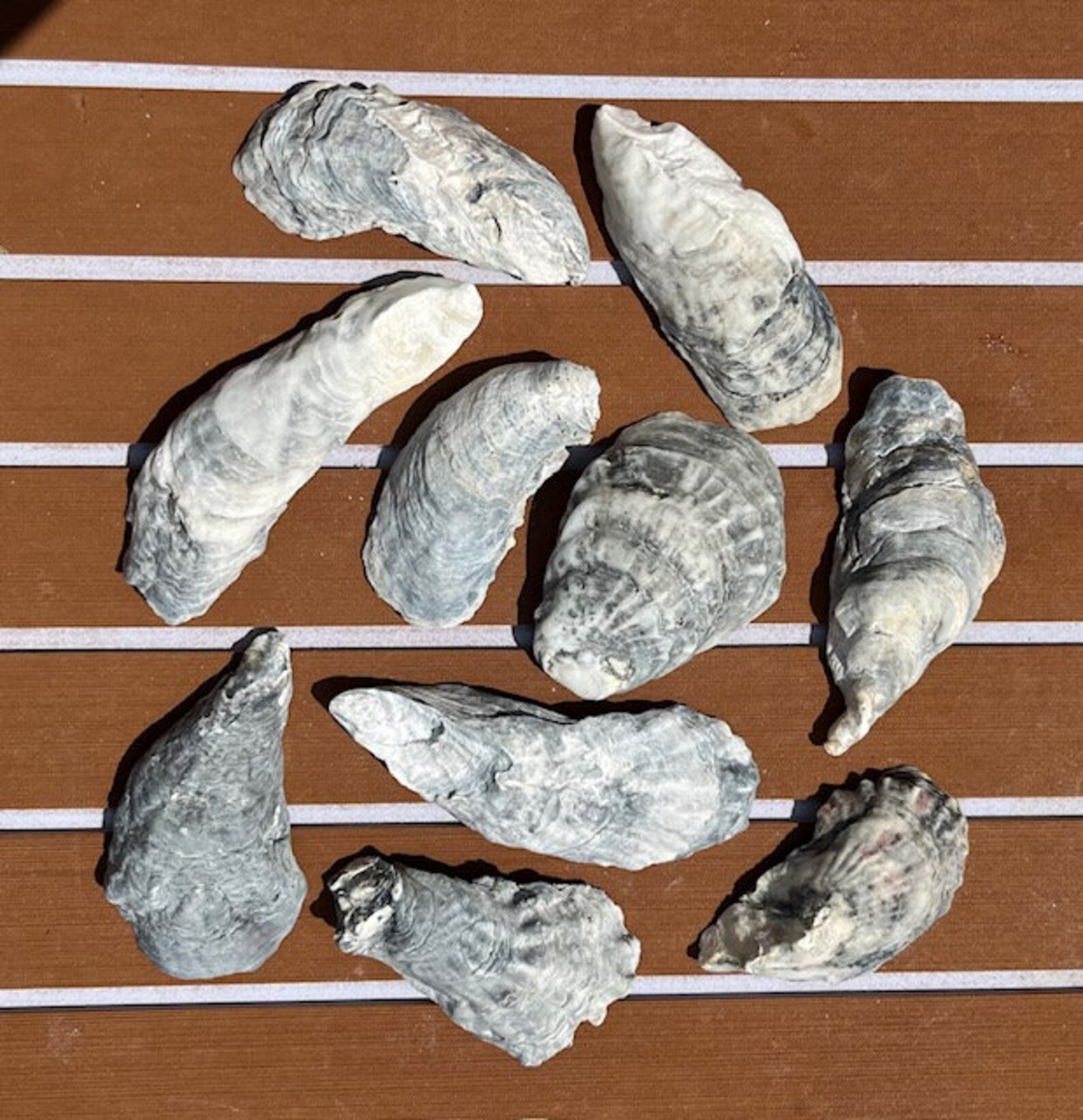 25 Oyster Shells From Charleston, SC - Etsy