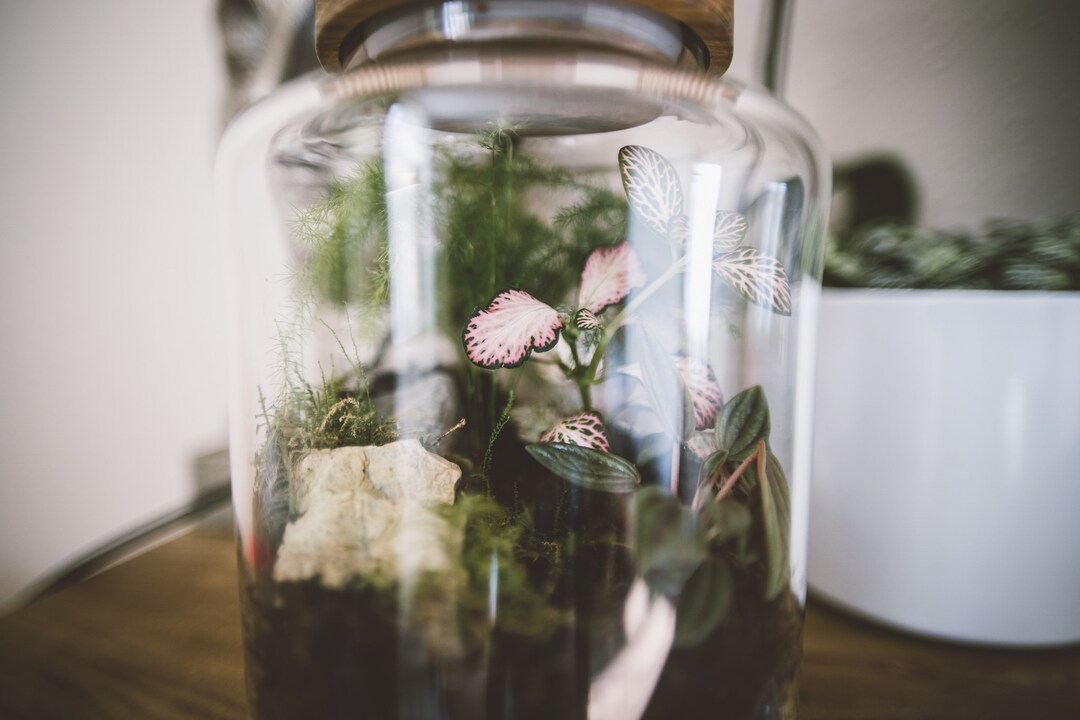Terrariums, Kits & Lamps Etsy UK