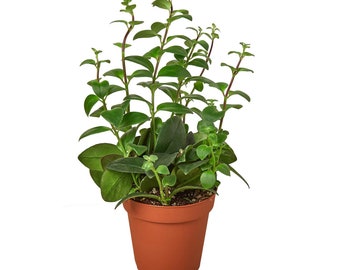 Lippenstiftplant in pot van 10 cm - Levende planten
