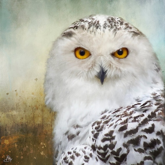 Bird Art Print, Owl Wall Art, Unique, Eco friendly, Wildlife Portrait, Colourful Wall Decor, Archival Giclee Print, New Zealand Fine Art