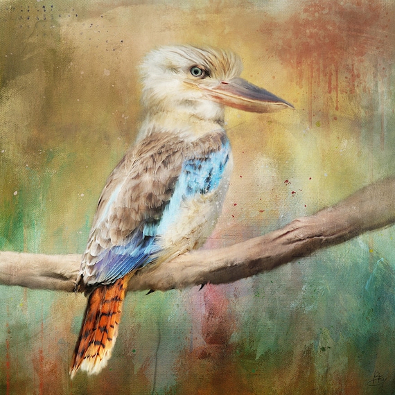 Bird Art Print, Kookaburra Wall Art, Unique, Eco friendly, Wildlife Portrait, Bright Wall Decor, Archival Giclee, Australian Bird Fine Art