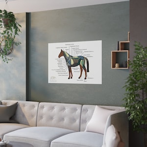 Equine Anatomy Satin Poster - Middle Muscle Layer