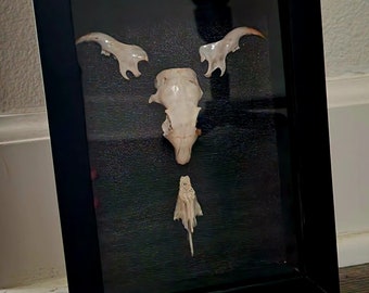 Rodent skull with bones, artfully displayed. 5x7x1.75"