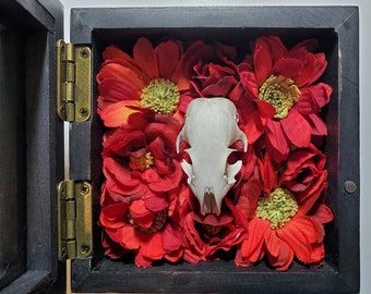 Rodent Skull and Bones. Can Be Placed in Shadowbox or Block