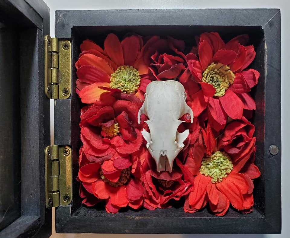 Rodent Skull and Bones. Can Be Placed in Shadowbox or Block