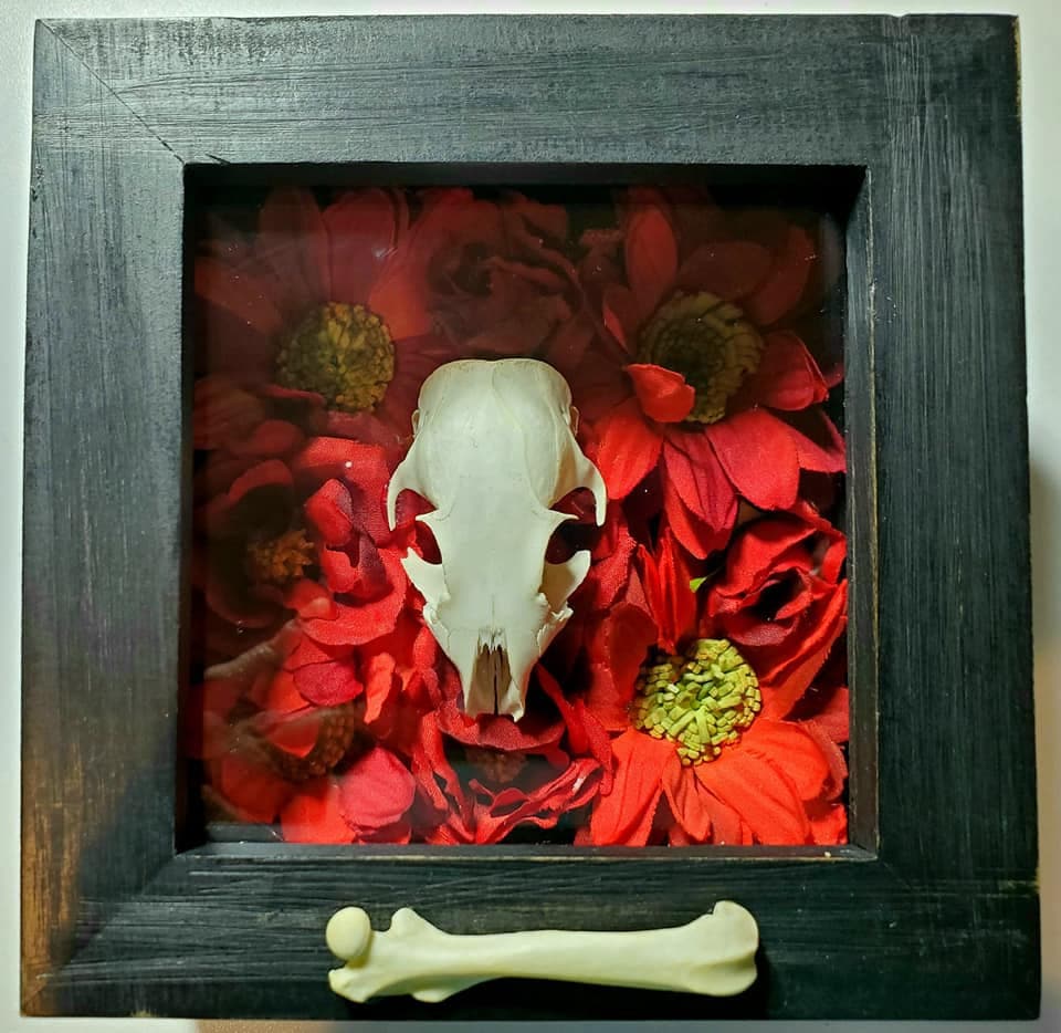 Rodent Skull and Bones. Can Be Placed in Shadowbox or Block