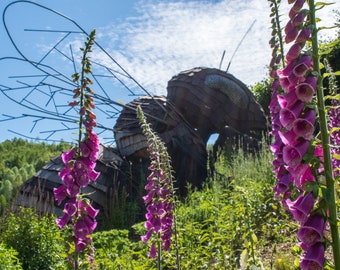 Bee among the Foxgloves