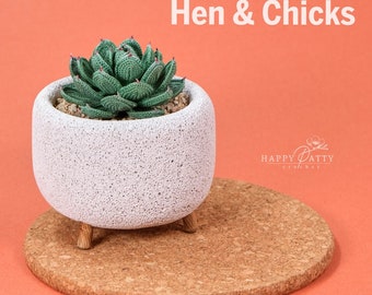 Crochet Succulent Pattern - Crochet Pattern for Hen and Chicks