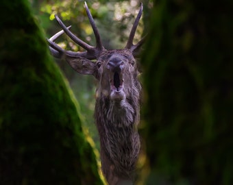 Nature photography