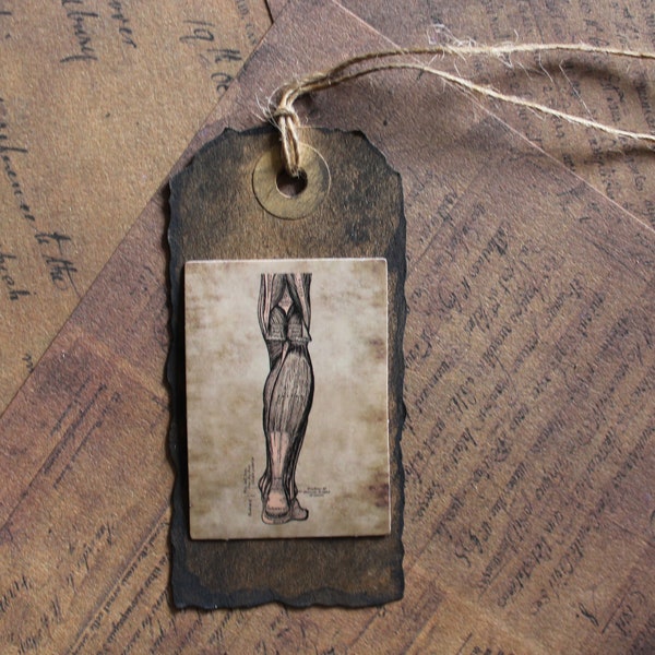 Grays Anatomy Open Leg Muscle Tag marque-page en papier brun artisanat vintage string arts, bricolage, médical, étiquette d'autopsie ancienne, livre ancien, Harry
