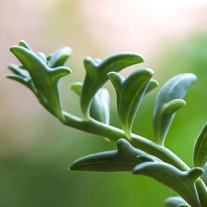 May include: Close-up of a green succulent plant with curved, dolphin-shaped leaves. The plant's stem is visible, and the background is a soft, blurred green. The leaves are a vibrant green color.