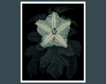 Monochrome potato tree flower fine art botanical limited edition photo for home decor, Solanum flower archival print wall hanging.