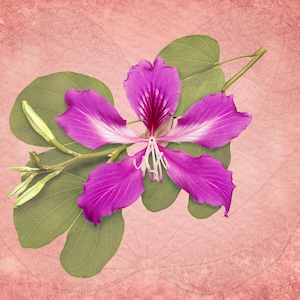 Bauhinia purpurea (B x blakeana) bloem fine art botanische foto limited edition voor woondecoratie. Bauhinia bloem archiefprint wandkleed