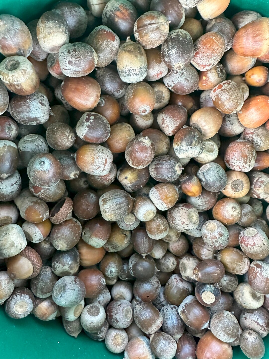 Bulk Raw Acorns for Feed 5 Pounds of White Oak Acorns and Red Etsy