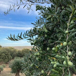 Premium Spanish Organic extra virgin olive - olive grove