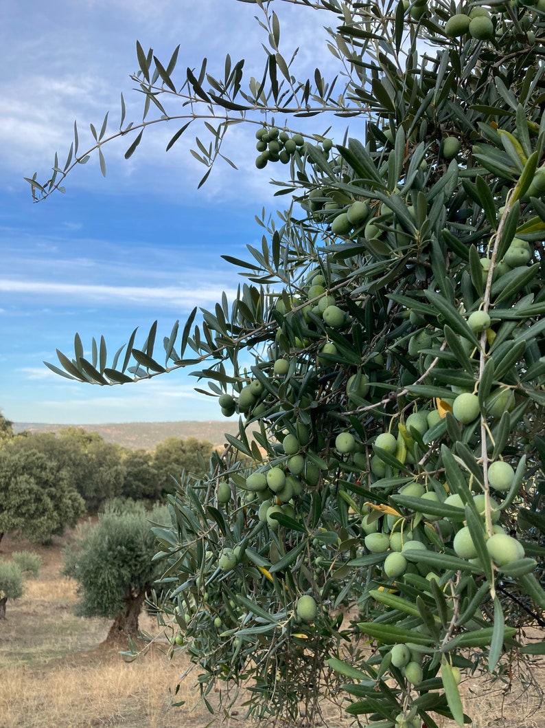 Premium Spanish Organic extra virgin olive - olive grove
