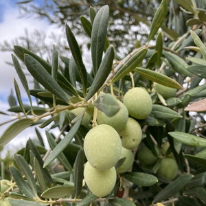 Puede incluir: Primer plano de una rama de olivo con aceitunas verdes y hojas largas y estrechas de color verde. Las aceitunas son redondas y tienen un aspecto ligeramente moteado. El fondo est&aacute; borroso, sugiriendo un d&iacute;a soleado.
