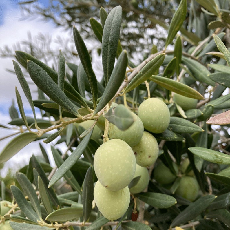 Puede incluir: Primer plano de una rama de olivo con aceitunas verdes y hojas largas y estrechas de color verde. Las aceitunas son redondas y tienen un aspecto ligeramente moteado. El fondo est&aacute; borroso, sugiriendo un d&iacute;a soleado.
