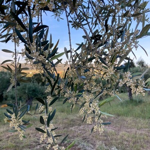 Premium Spanish Organic extra virgin olive oil - olive tree with flowers