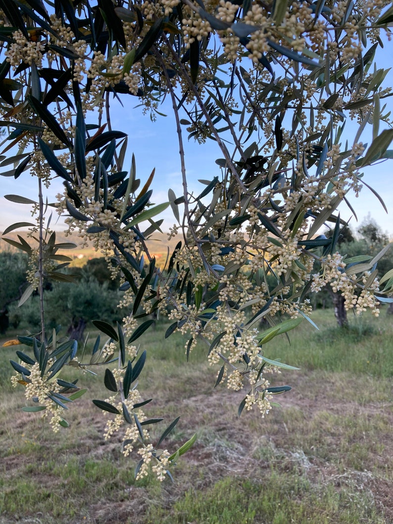 Premium Spanish Organic extra virgin olive oil - olive tree with flowers