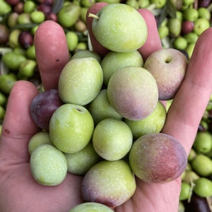 Puede incluir: Primer plano de una mano sosteniendo un pu&ntilde;ado de aceitunas frescas. Algunas son verdes y otras tienen un tinte p&uacute;rpura. Las aceitunas son redondas y ligeramente moteadas. Se ven m&aacute;s aceitunas en el fondo.