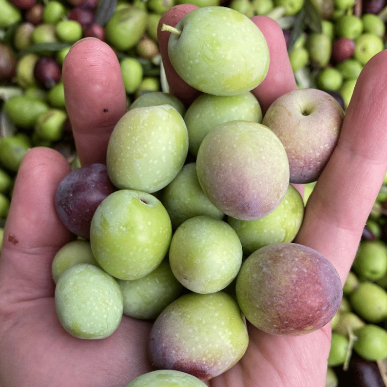 Puede incluir: Primer plano de una mano sosteniendo un pu&ntilde;ado de aceitunas frescas. Algunas son verdes y otras tienen un tinte p&uacute;rpura. Las aceitunas son redondas y ligeramente moteadas. Se ven m&aacute;s aceitunas en el fondo.
