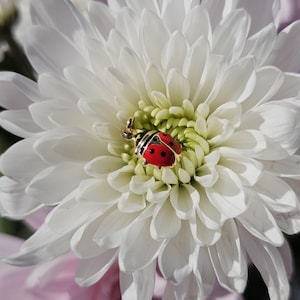 Puede incluir: Un charm de mariquita dorado con detalles de esmalte rojo y negro descansa sobre una flor de crisantemo blanco. El charm tiene un diseño detallado, y los pétalos de la flor son delicados.