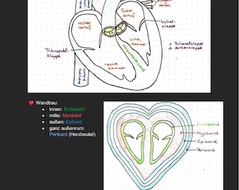 Cheat sheet cardiovascular system
