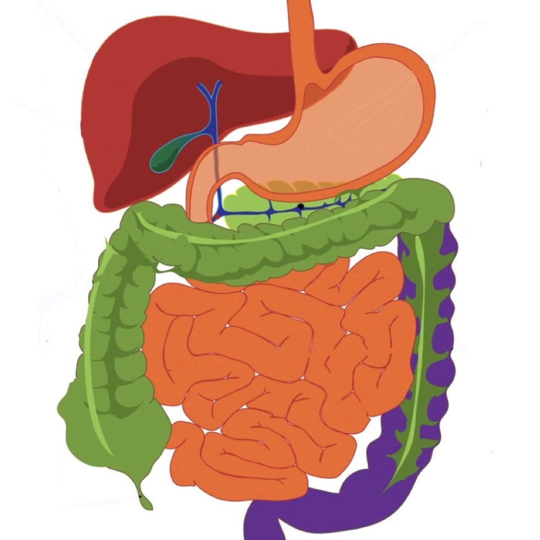 Digestive System Cheat Sheet - Etsy Canada