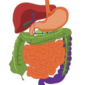 Könnte beinhalten: Ein Diagramm des menschlichen Verdauungssystems, das Leber, Magen, Dünndarm und Dickdarm zeigt. Die Leber ist rot, der Magen ist beige, der Dünndarm ist orange und der Dickdarm ist grün und lila.