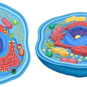 May include: A diagram of a plant cell with a nucleus, cytoplasm, cell membrane, cell wall, chloroplasts, vacuole, endoplasmic reticulum, Golgi apparatus, ribosomes, and mitochondria.