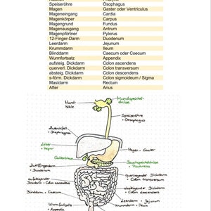 Digestive System Cheat Sheet - Etsy