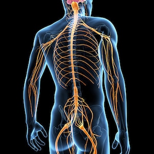 Cheat sheet nervous system