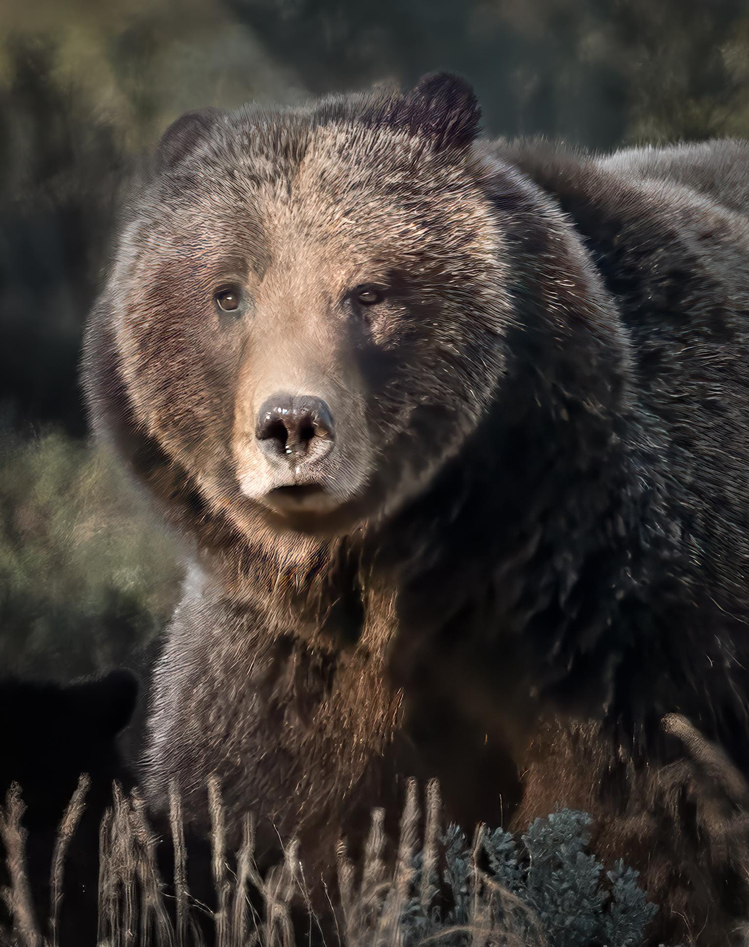 Grizzly 399 - A Mother's Gaze - Etsy