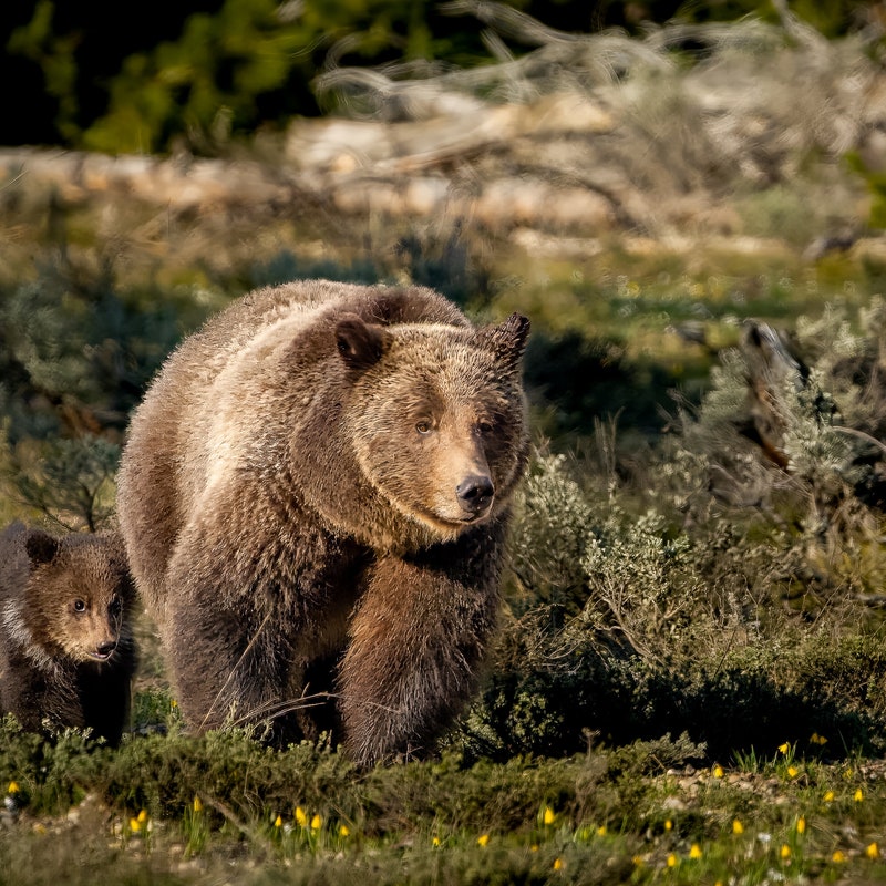 Grizzly Bear Print - Etsy