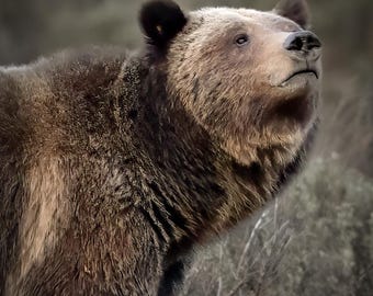 May include: A brown grizzly bear with a thick coat of fur stands in a grassy field, looking up with its head tilted slightly to the side.