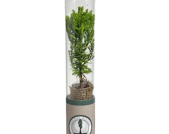 Giant Sequoia Sapling-