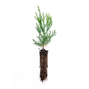 May include: A young evergreen conifer seedling with vibrant green needle-like foliage and a visible cylindrical root ball composed of dark soil and exposed brown roots, isolated against a plain white background for clear botanical observation.