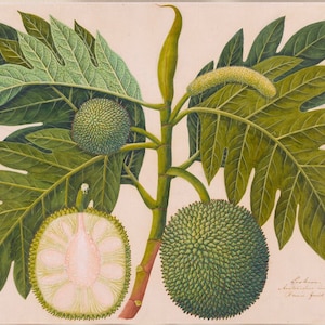 Vintage Breadfruit Plant Print Digital Download | 18x14 Inches Botanical Illustration Art | Instant Printable Wall Decor
