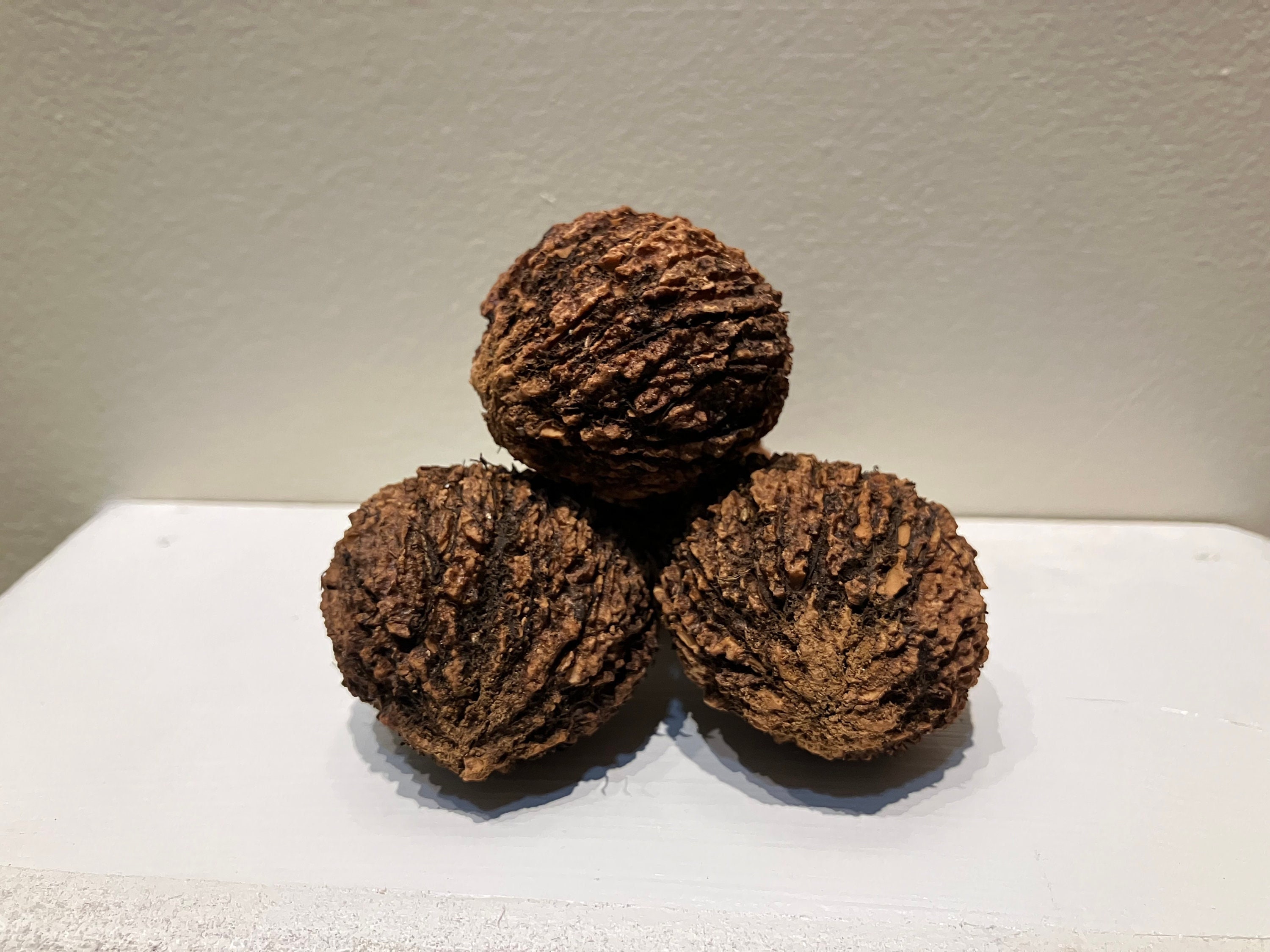 Large Vermont Black Walnut Tree Seeds for Planting 2023 Etsy