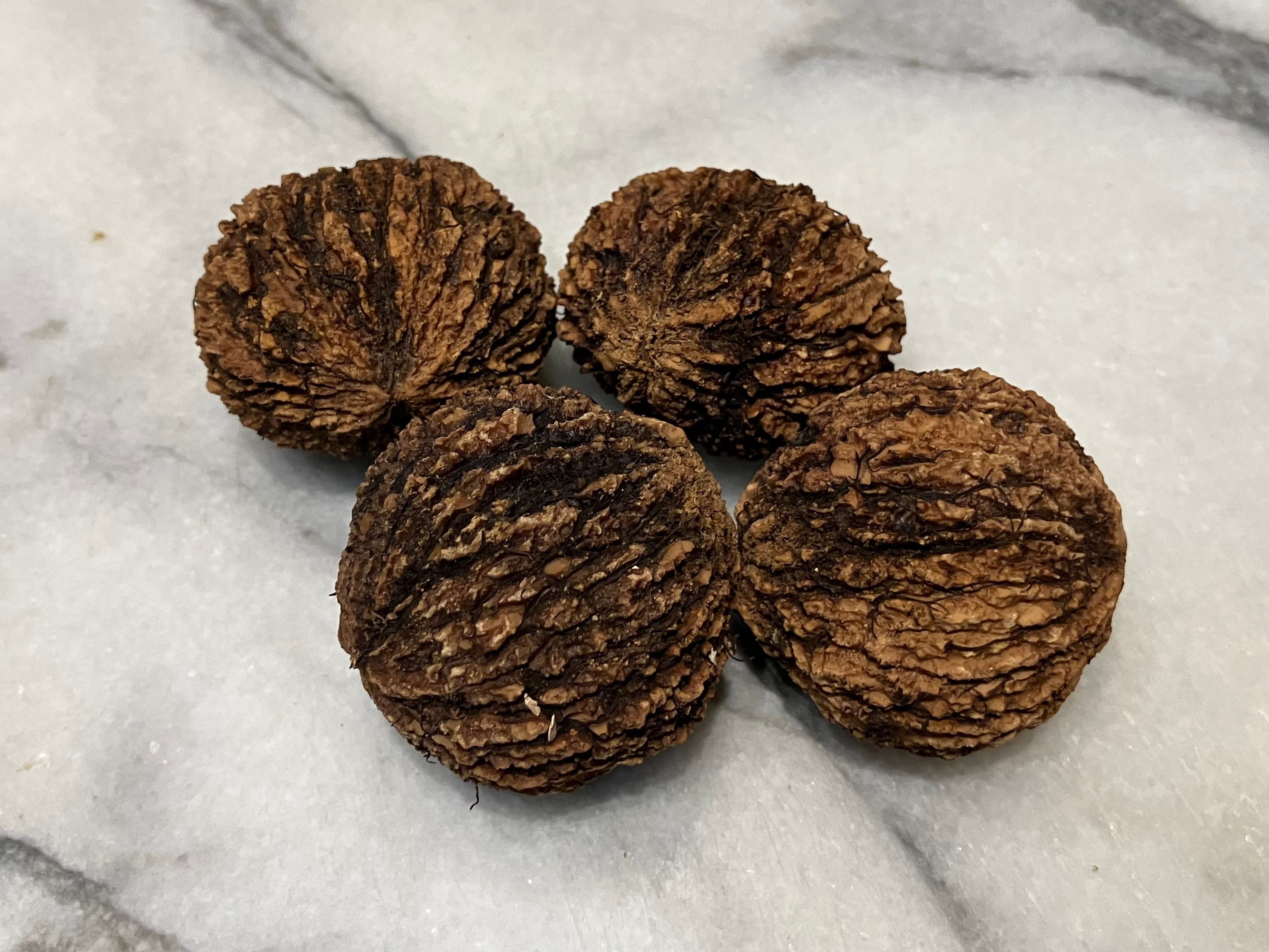 Large Vermont Black Walnut Tree Seeds for Planting 2023 Etsy
