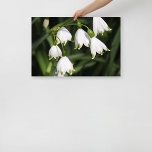 Impresión de póster original de flor de copo de nieve de verano (Leucojum aestivum)