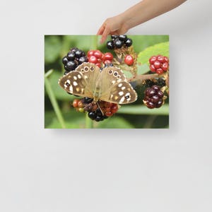 Impresión de póster original de mariposa de madera moteada sobre moras